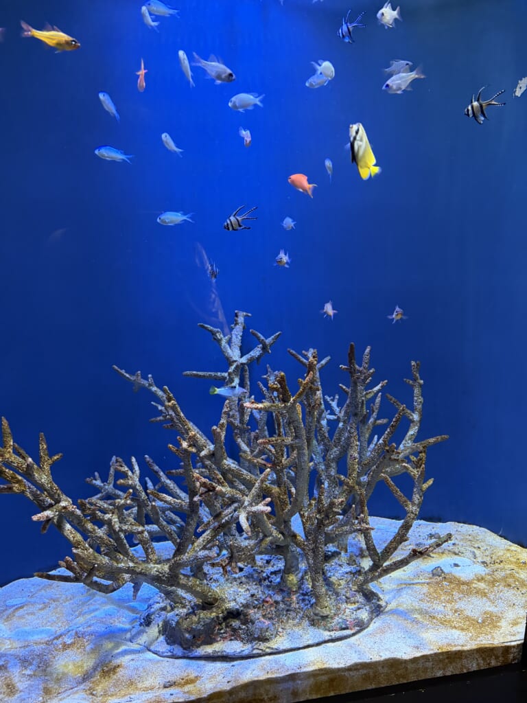 新潟県　水族館　比較