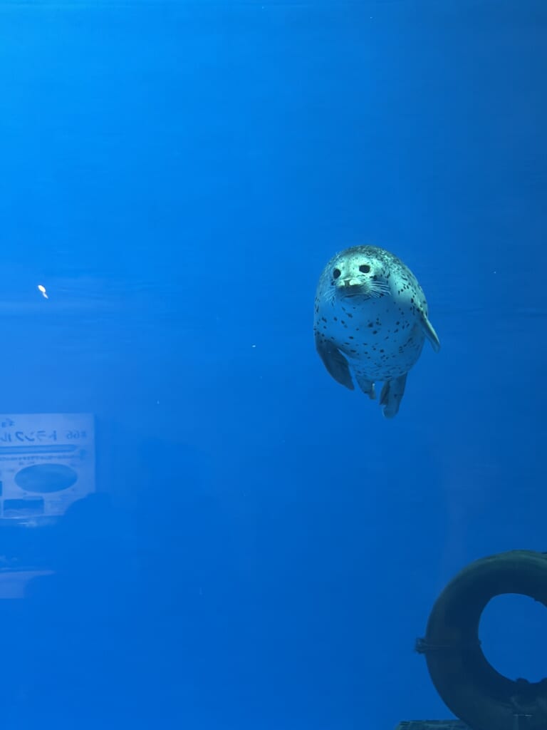 新潟県　水族館　比較