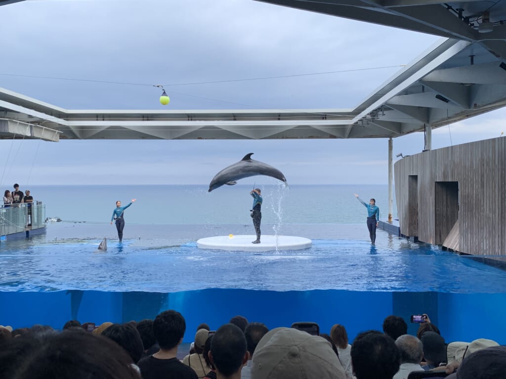 新潟県　水族館　比較
